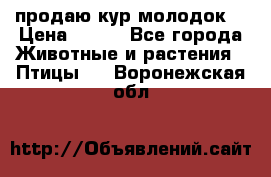 продаю кур молодок. › Цена ­ 320 - Все города Животные и растения » Птицы   . Воронежская обл.